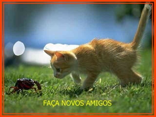FAÇA NOVOS AMIGOS 