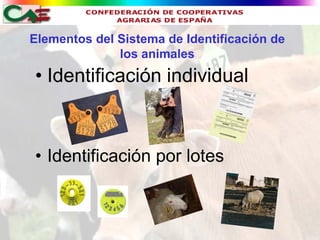 Elementos del Sistema de Identificación de
              los animales
• Identificación individual



• Identificación por lotes
 