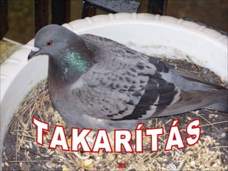 TAKARÍTÁS 