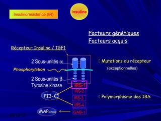 Insuline
  Insulinorésistance (IR)



                                         Facteurs génétiques
                                         Facteurs acquis
Récepteur Insuline / IGF1


            2 Sous-unités α                  Mutations du récepteur
 Phosphorylation                                (exceptionnelles)

            2 Sous-unités β
            Tyrosine kinase    IRS-1
                               IRS-2
                   PI3-K       IRS-3         Polymorphisme des IRS
                               IRS-4
                MAPkinase     GAB-1
03/12/12
 