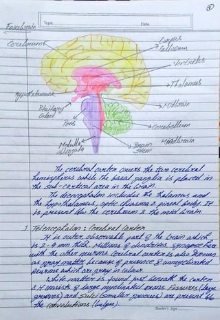 Biopsychology Assignment BPCC 102 - IGNOU