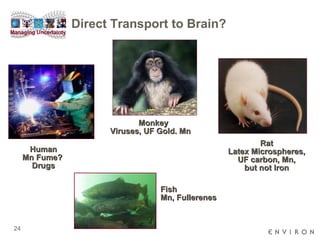 Direct Transport to Brain? Rat Latex Microspheres, UF carbon, Mn, but not Iron Monkey Viruses, UF Gold. Mn   Fish Mn, Fullerenes Human Mn Fume?  Drugs 
