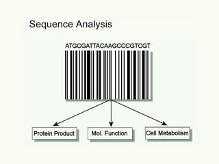 Sequence Analysis 