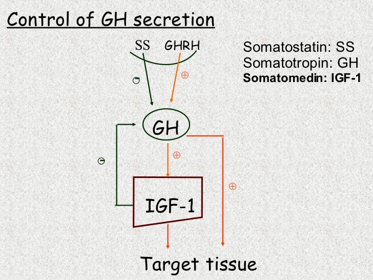 (2006)Endocrine Pituitary Gland (2006)Endocrine Pituitary Gland