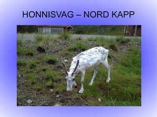 HONNISVAG – NORD KAPP
