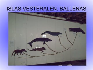 ISLAS VESTERALEN. BALLENAS