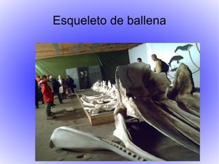 Esqueleto de ballena