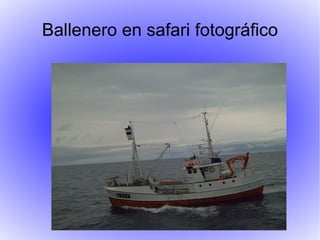 Ballenero en safari fotográfico