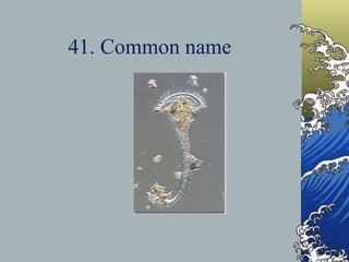 41. Common name
 