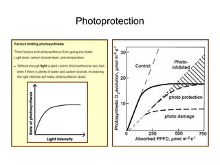 Photoprotection
 