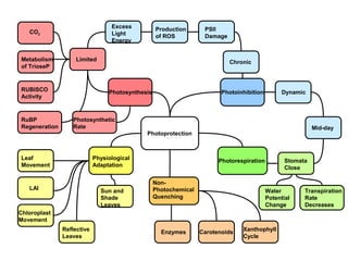 Excess          Production       PSII
   CO2                            Light           of ROS           Damage
                                  Energy


Metabolism          Limited                                                 Chronic
of TrioseP



RUBISCO                          Photosynthesis                          Photoinhibition         Dynamic
Activity



RuBP               Photosynthetic
Regeneration       Rate                                                                                     Mid-day
                                             Photoprotection



Leaf                        Physiological                               Photorespiration          Stomata
Movement                    Adaptation                                                            Close

                                                  Non-
   LAI                        Sun and             Photochemical                            Water        Transpiration
                              Shade               Quenching                                Potential    Rate
                              Leaves                                                       Change       Decreases
Chloroplast
Movement
               Reflective                           Enzymes       Carotenoids   Xanthophyll
               Leaves                                                           Cycle
 