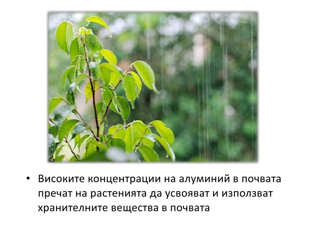 Киселинен дъжд