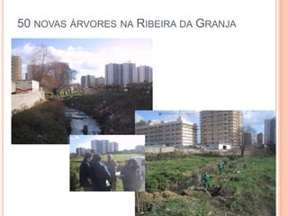 50 novas árvores na Ribeira da Granja