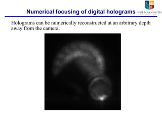 Numerical focusing of digital holograms Holograms can be numerically reconstructed at an arbitrary depth away from the camera. 