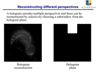 Reconstructing different perspectives A hologram encodes multiple perspectives and these can be reconstructed by selectively choosing a subwindow from the hologram plane. Hologram reconstruction Hologram plane 