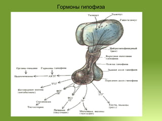 Гормоны гипофиза 