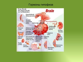 Гормоны гипофиза 