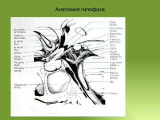 Анатомия гипофиза 