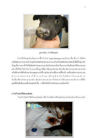 10
รูปภาพที่2.6 โรคไข้หัดสุนัข
โรค ไข้หั ด สุ นั ขเกิด จากเชื้ อ ไว รัส Canine Distemper virus ถึ ง จ ะ ขึ้ น ชื่ อ ว่า ไข้หั ด
แต่ไม่ติดคนหรอกนะครับในสุนัขจะติดต่อกันผ่านทางการหายใจหรือสัมผัสกับสารคัดหลั่งที่มีเชื้ออยู่(เช่น
น้ามูกขี้ตาฯลฯ) เข้าไป ซึ่งติดต่อกันง่ายมากและป่วยกันง่ายมากด้วย เรื่องอาการป่วยก็แสดงได้หลากหลาย
เช่น มีไข้ ซึม ไม่ร่าเริง ไอ จาม มีน้ ามูก มีขี้ตา เยื่อบุตาอักเสบ ท้องเสีย มีอาการทางประสาท ชัก
หรือมีผิวหนังที่ฝ่าเท้าและปลายจมูกหนาตัวขึ้น สุนัขบางตัวแม้มีอาการดีขึ้นแล้ว แต่ก็อาจมีอาการทางระบบ
ป ร ะ ส า ท ต า ม ม า ไ ด้ ก า ร รั ก ษ า ปั จ จุ บั น ยั ง ไ ม่ มี ย า โ ด ย เ ฉ พ า ะ
จาเป็ น ต้อ ง รักษ าแ บ บ ประ คับ ป ระ ค อง อาการไป จน กว่าน้ อ ง ห มาจะ มีอาการดีขึ้ น
สุนัขที่ป่วยจึงต้องแยกเลี้ยงกับสุนัขตัวอื่น ๆ เพื่อไม่ให้นาโรคไปแพร่ระบาดอีกต่อไป
5. โรคไวรัสลาไส้อักเสบติดต่อ
โรคไวรัสลาไส้อักเสบติดต่อ เป็ น โรคที่ คร่าชีวิตสุ นั ขมานั กต่อนักแล้วน ะครับ
 
