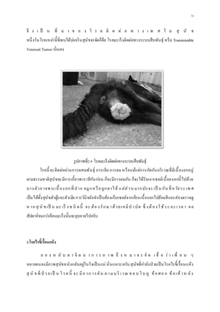 14
จึ ง เ ป็ น ที่ ม า ข อ ง โ ร ค ติ ด ต่ อ ท า ง เ พ ศ ใ น สุ นั ข
หนึ่งในโรคเหล่านี้ที่พบได้บ่อยในสุนัขจรจัดก็คือ โรคมะเร็งติดต่อทางระบบสืบพันธุ์ หรือ Transmissible
Venereal Tumor นั่นเอง
รูปภาพที่2.9 โรคมะเร็งติดต่อทางระบบสืบพันธุ์
โรคนี้ จะติดต่อผ่านการผสมพันธุ์ การเลีย การดมหรือแม้แต่การกัดกันบริเวณที่มีเนื้องอกอยู่
ตามธรรมชาติสุนัขจะมีการเกี้ยวพาราสีกันก่อน ก็จะมีการดมกัน ก็จะได้รับเอาเซลล์เนื้อองอกนี้ไปด้วย
บาง ตัวอาจพ บเนื้ อง อกที่ปาก จมูกห รือลูกตาได้ แต่ส่วน มากมักจะ เป็ น กัน ที่อวัยว ะ เพ ศ
เป็นได้ทั้งสุนัขตัวผู้และตัวเมีย การวินิจฉัยจาเป็นต้องเก็บเซลล์จากก้อนเนื้องอกไปย้อมสีและส่องตรวจดู
ห าก สุ นั ข เป็ น มะ เร็ ง ช นิ ดนี้ จะ ต้อ ง รักษ าด้วยเคมีบ าบัด ซึ่ ง ต้อง ใ ช้ระ ยะ เวล า 4-6
สัปดาห์จนกว่าก้อนมะเร็งนั้นจะยุบหายไปครับ
8.โรคไรขี้เรื้อนแห้ง
ล อ ง ห ลั บ ต า จิ ต น า ก า ร ภ า พ ถึ ง ห ม า จ ร จั ด เ ชื่ อ ว่า เ พื่ อ น ๆ
หลายคนคงมีภาพสุนัขหนังกลับอยู่ในใจเป็นแน่นั่นแหระครับ สุนัขที่กาลังป่วยเป็นโรคไรขี้เรื้อนแห้ง
สุ นั ข ที่ ป่ ว ยเป็ น โ รค นี้ จะ มีอ าก ารคัน ต ามบ ริ เวณ ข อ บ ใ บ หู ข้อ ศอ ก ข้อเท้ าห ลัง
 