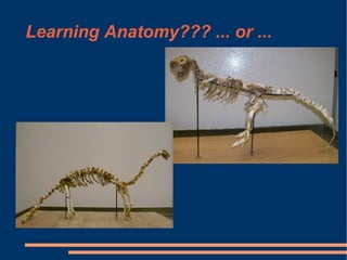 Learning Anatomy??? ... or ... 