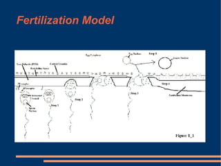 Fertilization Model 