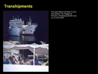 Transhipments
                The Jean Marie Christian VI and
                the Astraea 102, flagged to
                Panama, transhiping bluefin tuna
                on 12 June 2007
 