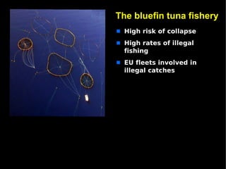 The bluefin tuna fishery
s   High risk of collapse
s   High rates of illegal
    fishing
s   EU fleets involved in
    illegal catches
 
