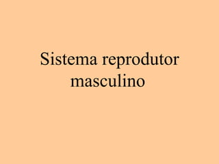 Sistema reprodutor
    masculino
 