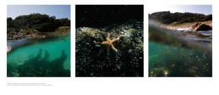 » Parque nacional marítimo-terrestre de las islas atlánticas de galicia. islas Cies, Pontevedra
» Parque nacional maritime-terrestrial national Park of the atlantic islands of galicia. islas Cies, Pontevedra
 