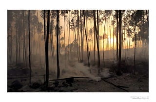 » santarém, Portugal. 7 de agosto de 2003
    » santarém, Portugal. 7th august 2003
 