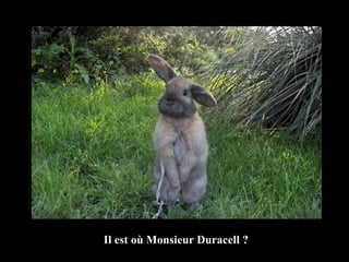 Il est où Monsieur Duracell ? 