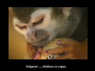 Seigneur … bénissez ce repas. 