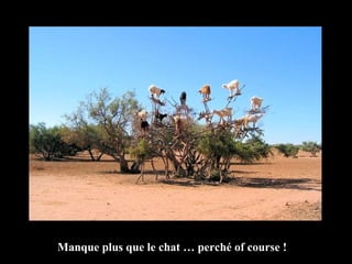 Manque plus que le chat … perché of course ! 