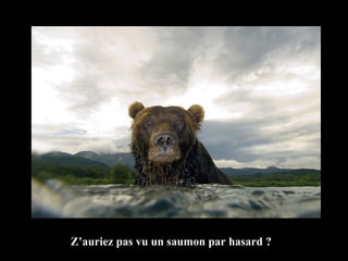 Z’auriez pas vu un saumon par hasard ? 