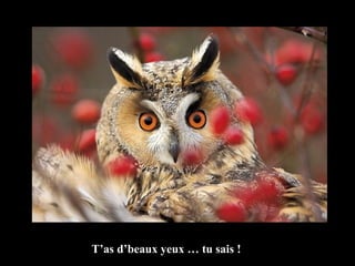 T’as d’beaux yeux … tu sais ! 