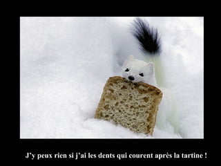 J’y peux rien si j’ai les dents qui courent après la tartine ! 