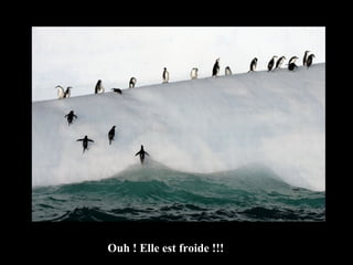 Ouh ! Elle est froide !!! 