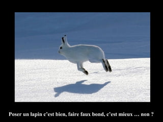 Poser un lapin c’est bien, faire faux bond, c’est mieux … non ? 