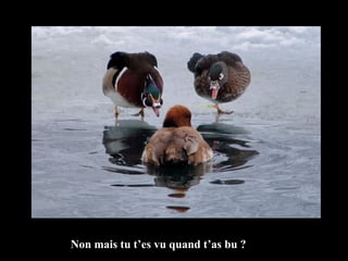 Non mais tu t’es vu quand t’as bu ? 