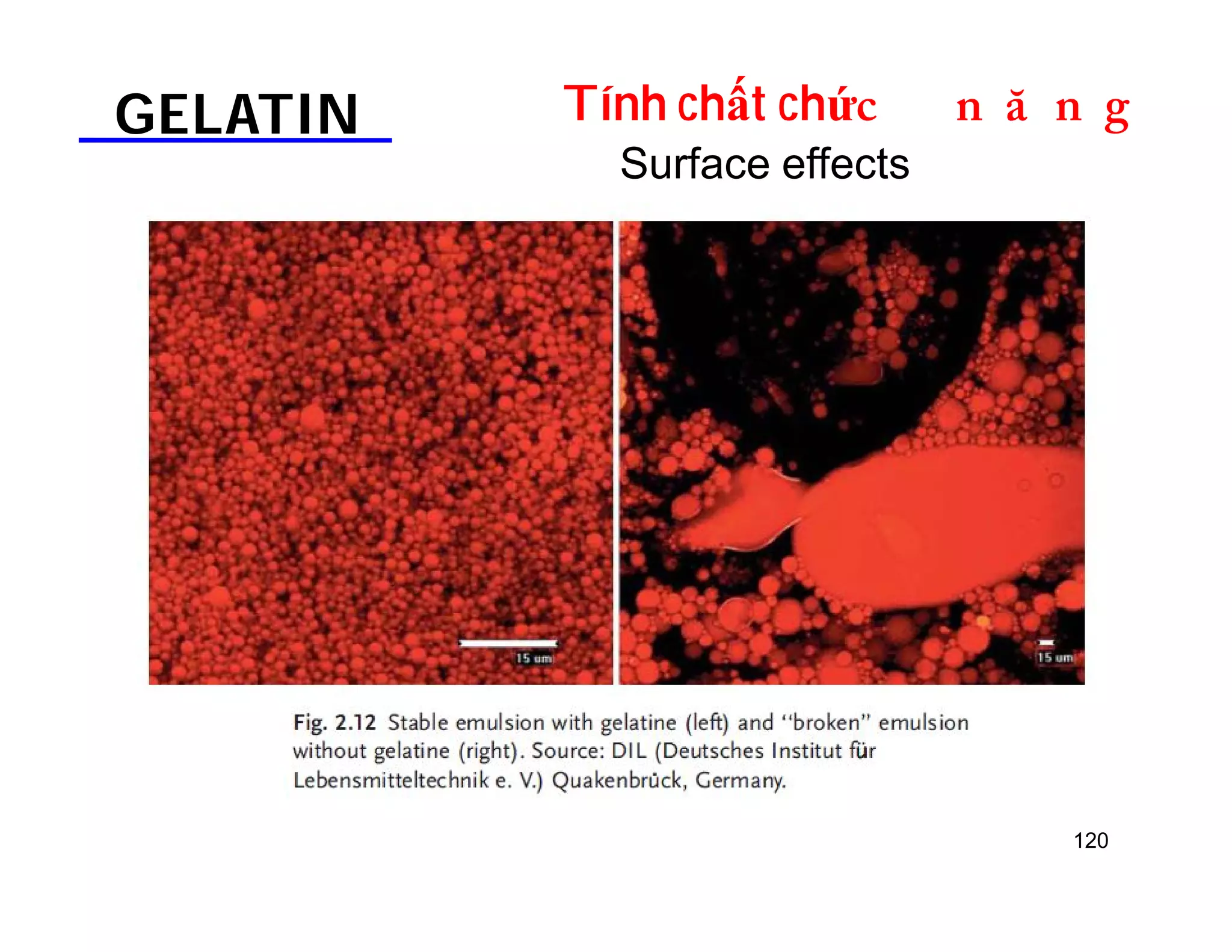 GELATIN Tính chất chứDOƢOH 
120 
Surface effects 
 