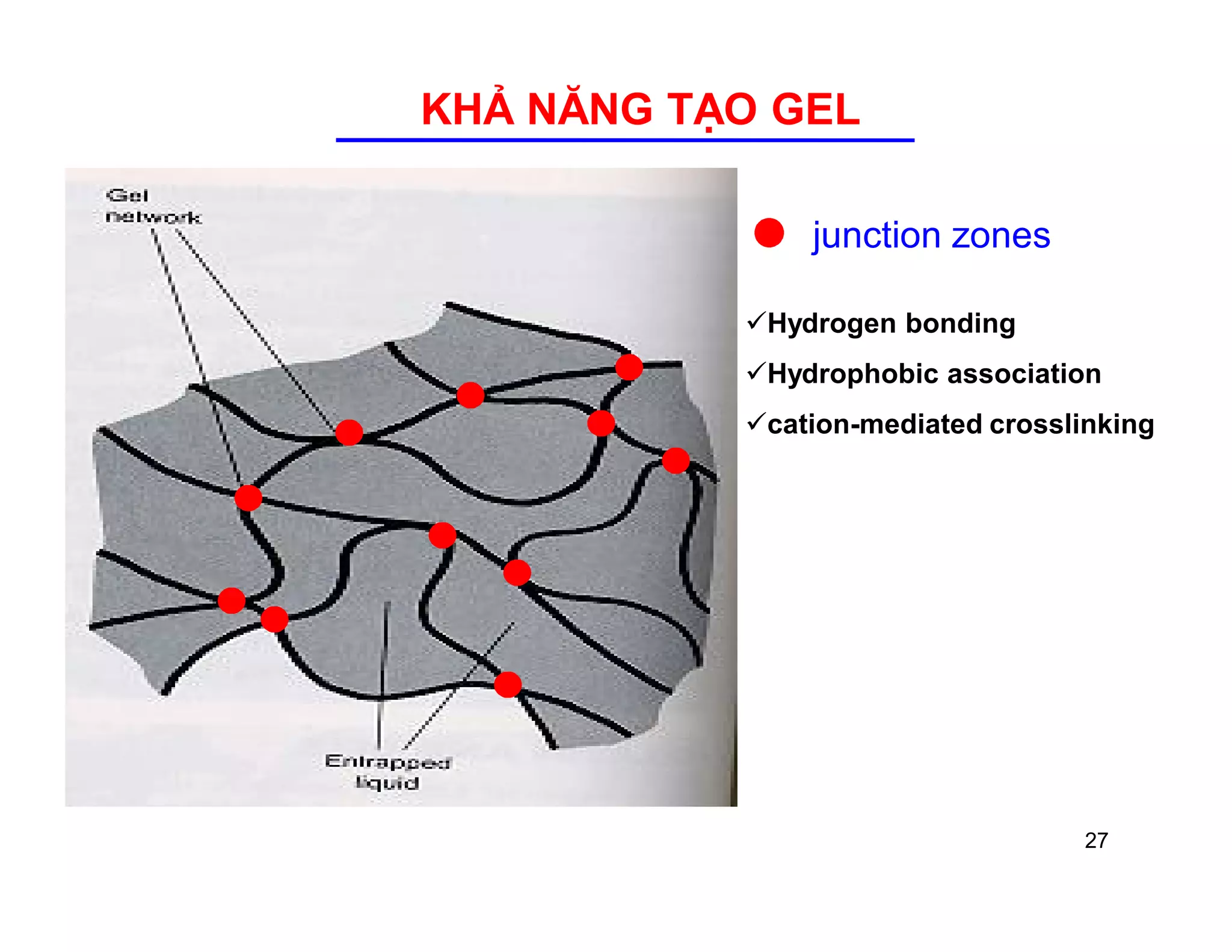 KHẢ NĂNG TẠO GEL 
junction zones 
Hydrogen bonding 
Hydrophobic association 
cation-mediated crosslinking 
27 
 