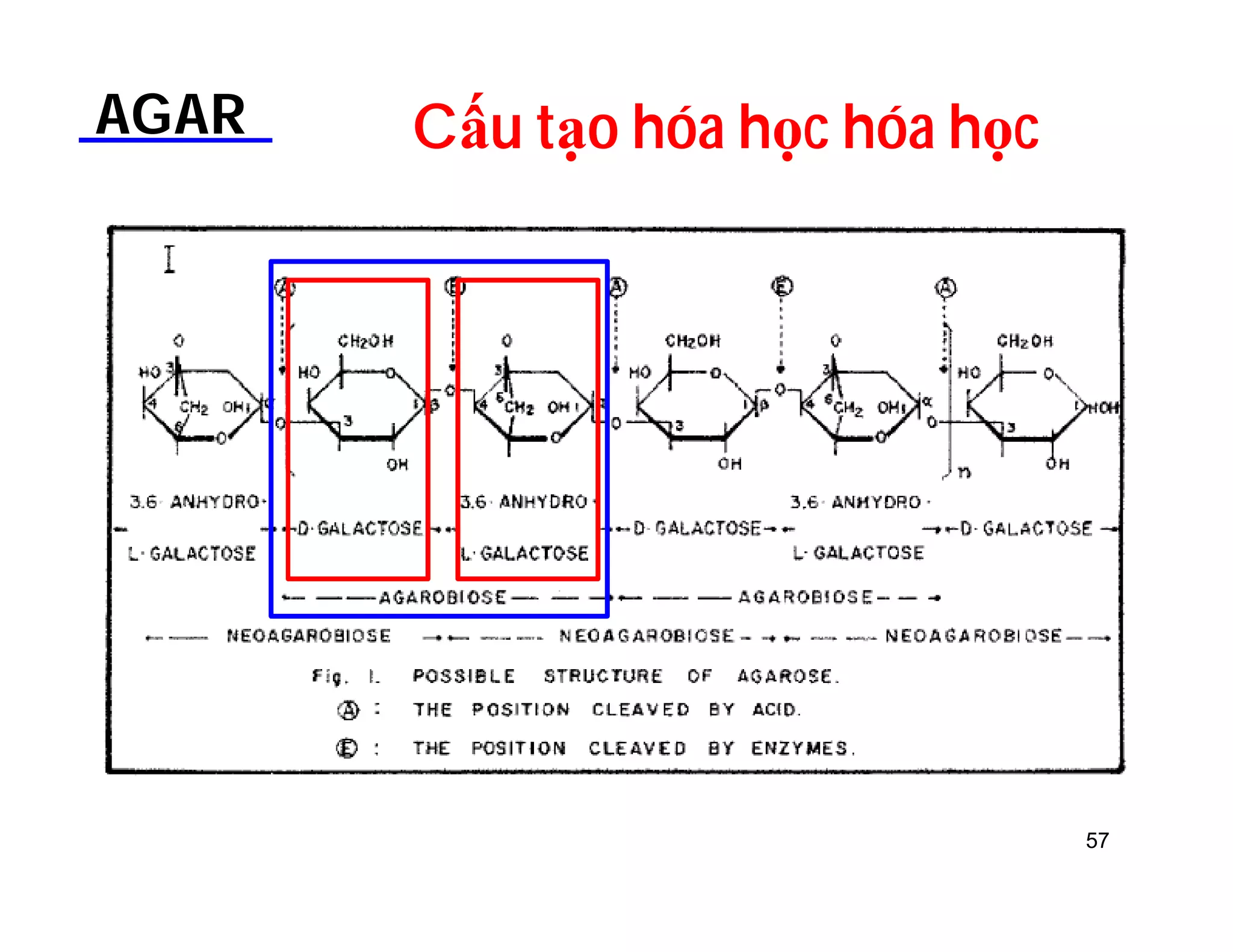 AGAR Cấu tạo hóa học hóa học 
57 
 