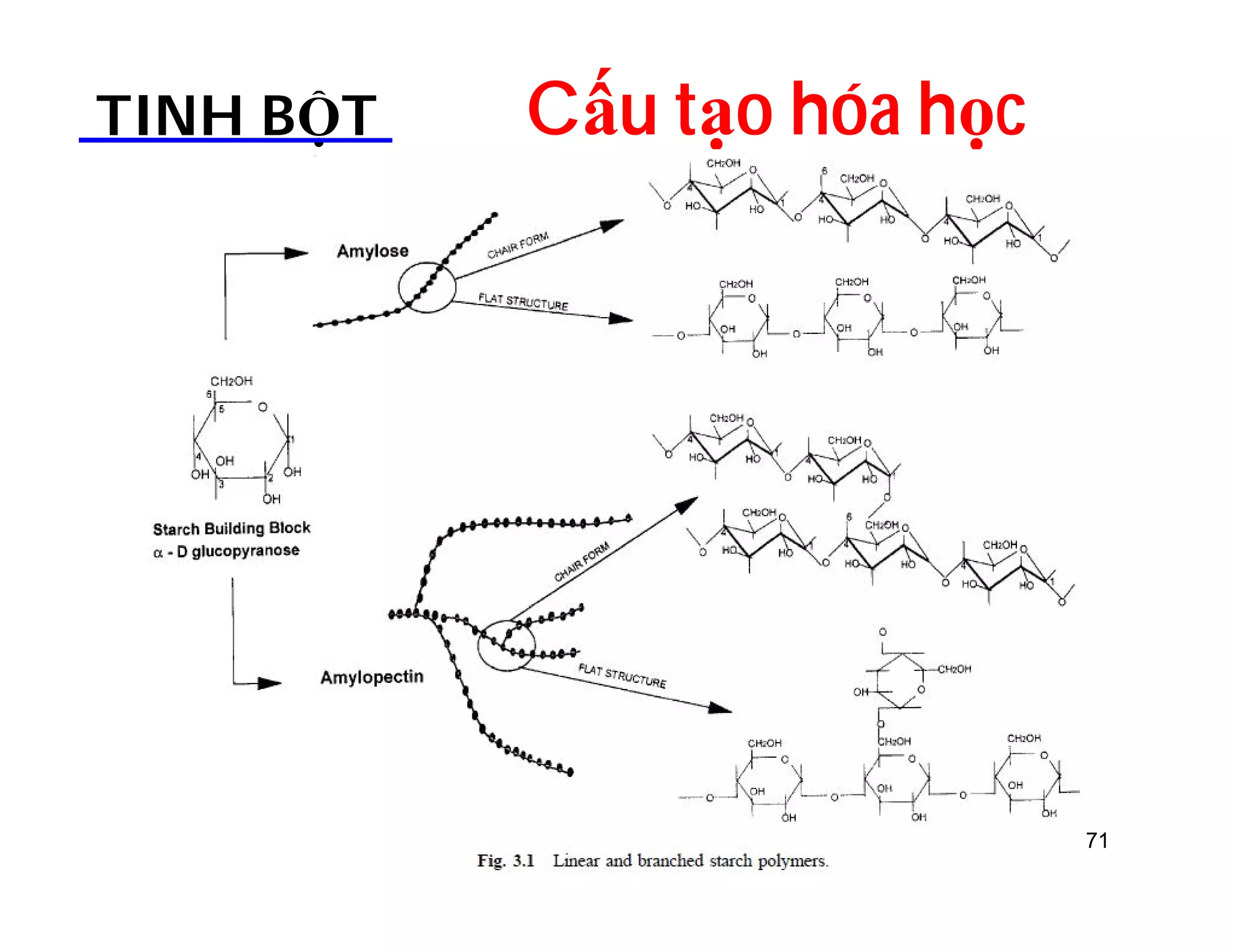 TINH BỘT Cấu tạo hóa học 
71 
 