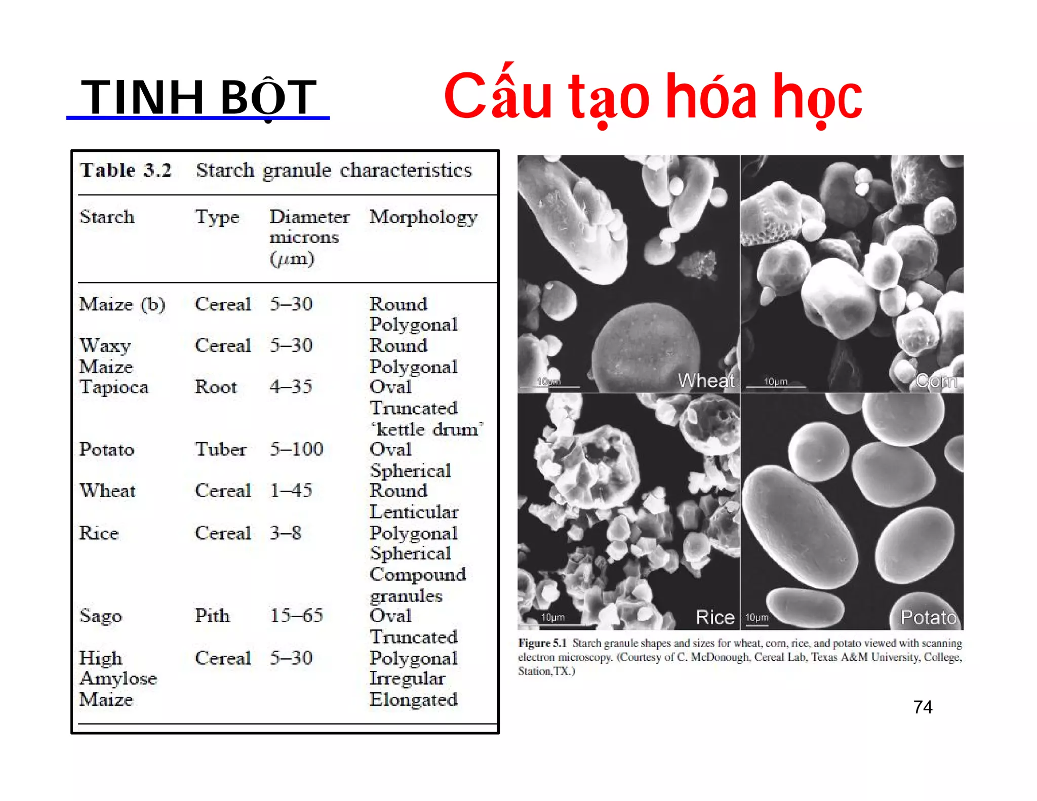 TINH BỘT Cấu tạo hóa học 
74 
 