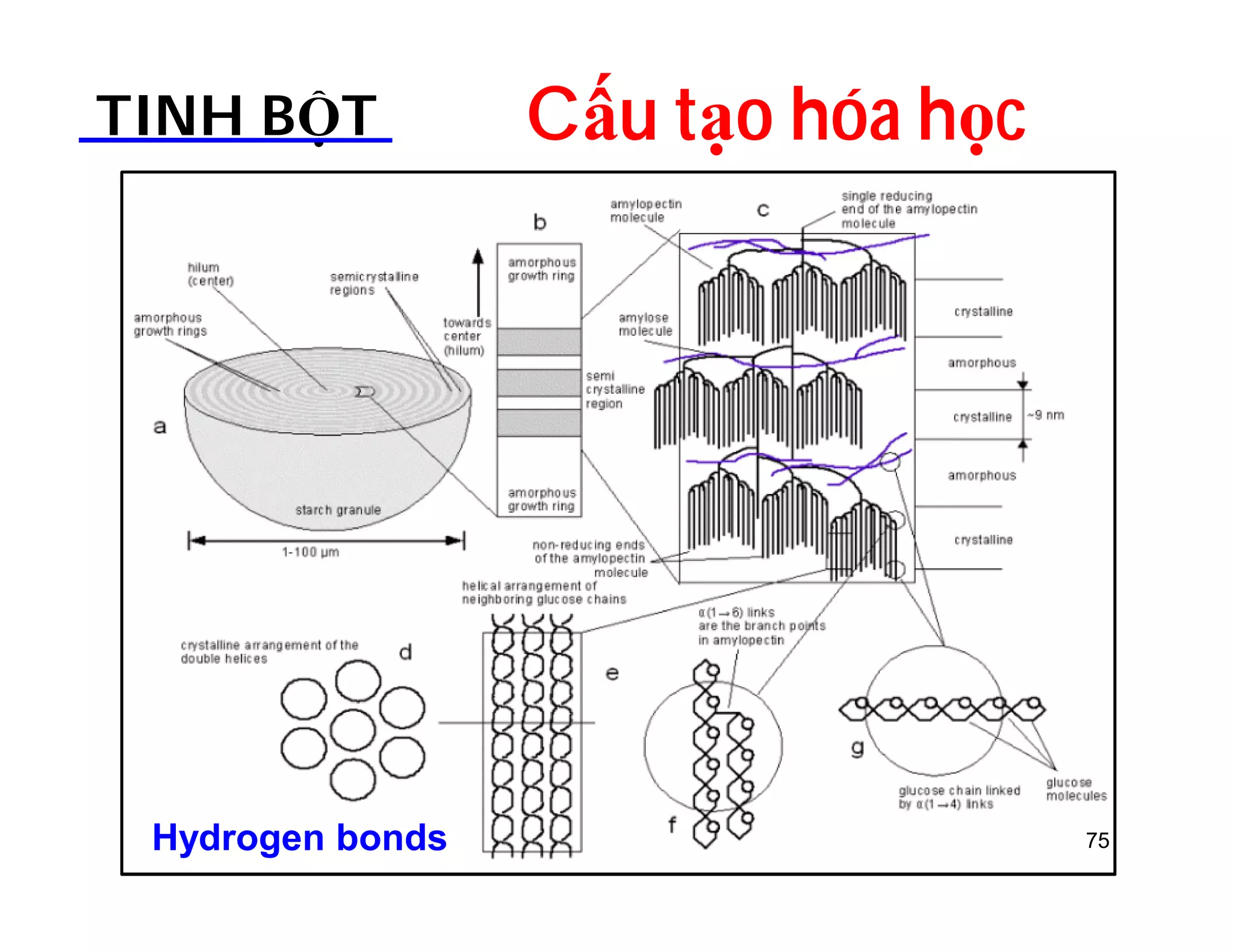 TINH BỘT Cấu tạo hóa học 
Hydrogen bonds 75 
 