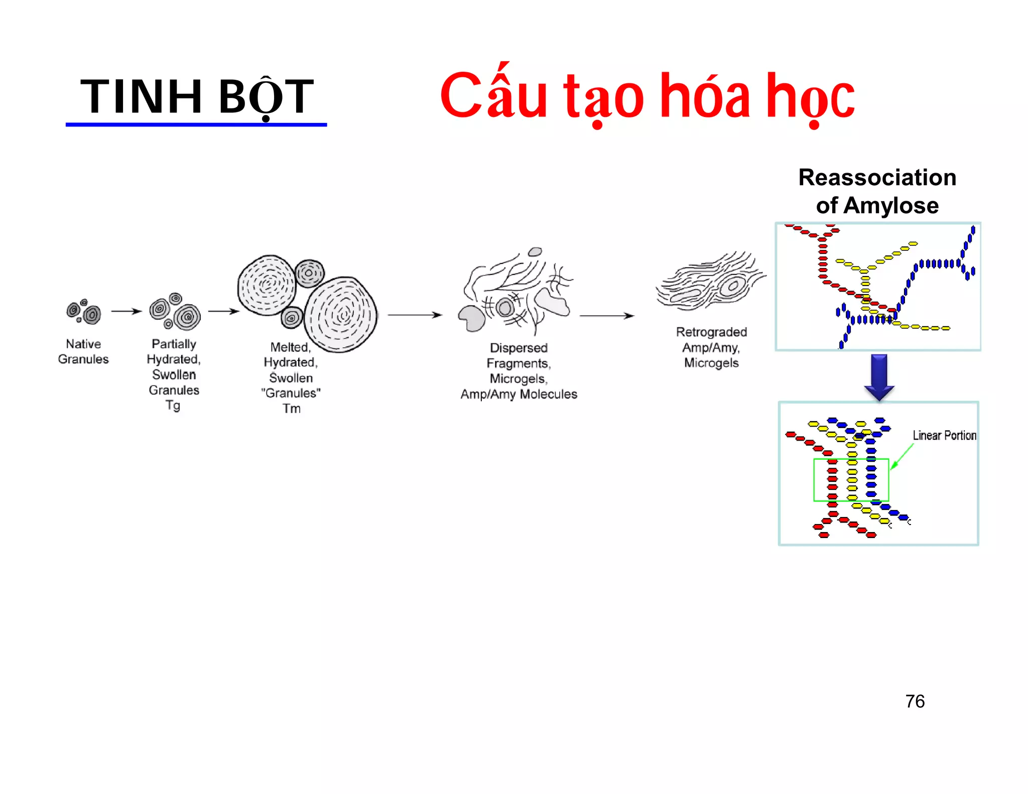 TINH BỘT Cấu tạo hóa học 
Reassociation 
of Amylose 
76 
 