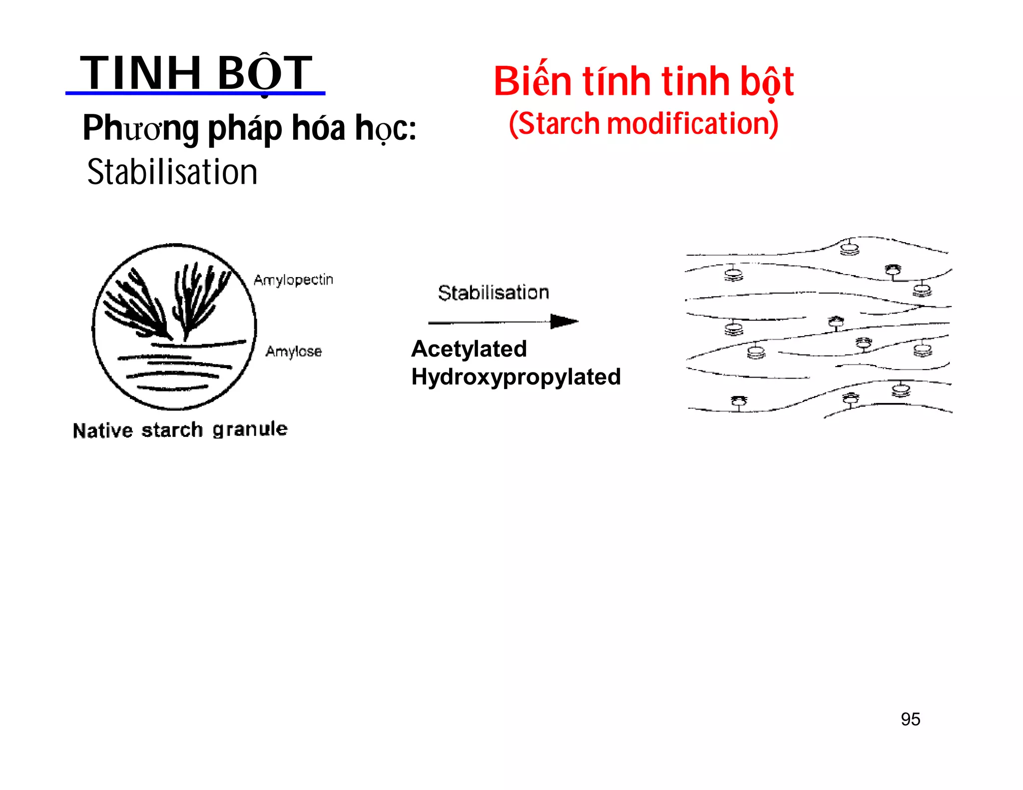 Biến tính tinh bột 
(Starch modification) 
TINH BỘT 
Stabilisation 
Phương pháp hóa học: 
95 
Acetylated 
Hydroxypropylated 
 