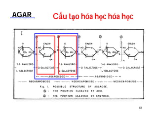 AGAR Cấu tạo hóa học hóa học 
57 
 