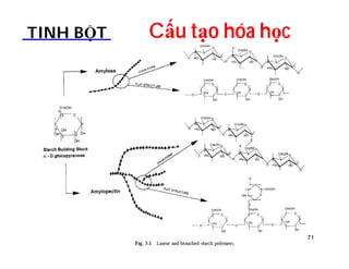 TINH BỘT Cấu tạo hóa học 
71 
 
